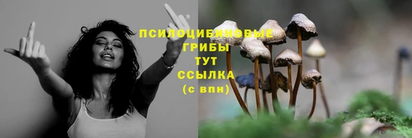шишки Аркадак