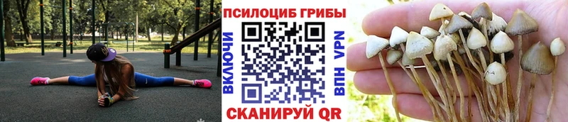как найти закладки  Волгоград  Псилоцибиновые грибы GOLDEN TEACHER 